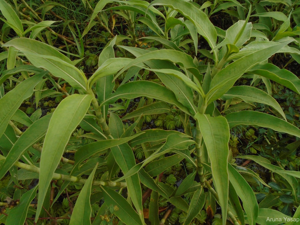 Persicaria attenuata (R.Br.) Soják